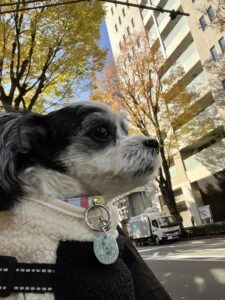 チップ　紅葉中杉通り